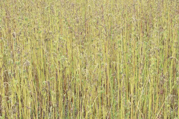 Çiftlikteki olgun susam bitkisi hasat için nakit mahsulüdür.