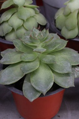 Echeveria Reia Tanaka yaprağı ve kreşteki ot üzerindeki sulu bitkiler nakit paradır.