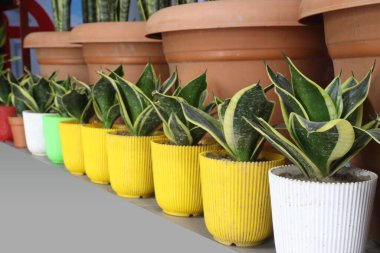 Kreşteki esrar üzerindeki Dracaena Trifasciata yaprağı satışı nakit mahsulüdür.