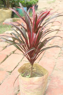 Çiftlikteki kordinamik yaprak bitkisi nakit mahsulüdür, eklem ağrılarında, romatizmatik kemik ağrılarında ve burkulmadan kaynaklanan şişkin ağrılarda kullanılabilir. Yapraklar kürtaj için kullanılabilir.