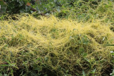 Cuscuta refleksi bitkisi Jangle 'ın tıbbi bitkisine