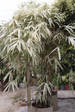 Hiroşima bambusu, Çin ve Japonya 'ya özgü bir bambu türüdür. Bambu ailesinin en büyük üyesidir ve hızlı büyümesi ve boyu ile ünlüdür.