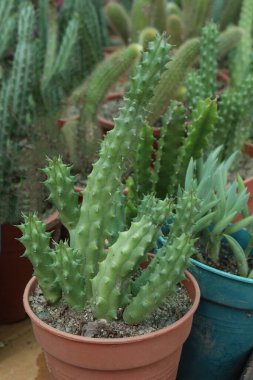 Huernia schneideriana kaktüsü ve kreşteki esrar üzerindeki sulu bitkiler satılıktır.