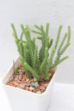 Rattail crassula cactus ve succulent ve bebek odasında ot üzerinde ev bitkisi satışı nakit mahsulleri