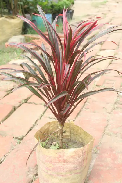 Çiftlikteki kordinamik yaprak bitkisi nakit mahsulüdür, eklem ağrılarında, romatizmatik kemik ağrılarında ve burkulmadan kaynaklanan şişkin ağrılarda kullanılabilir. Yapraklar kürtaj için kullanılabilir.