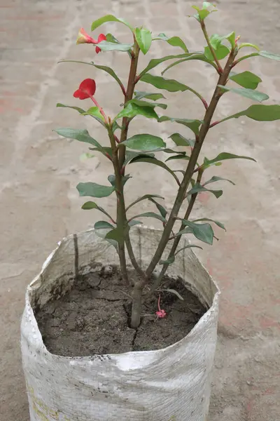 Euphorbia Geroldii çiçek bitkisi çocuk odasında satılmak üzere nakit mahsuller.