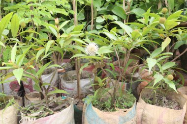 Bebek odasında satılacak poşetteki neonauclea çiçeği bitkisi nakit ürünleri.