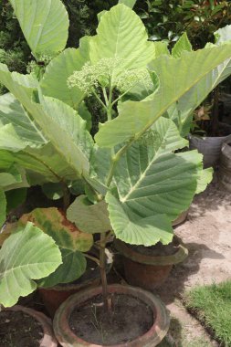 Leea makrofilla çiçeği ve yaprak bitkisi bebek odasında satılıyor. Nakit ürünler.