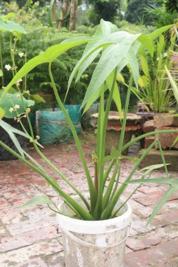 Sagittaria trifolia yaprağı fidanlıkta satılık ot üzerinde nakit mahsuller var.