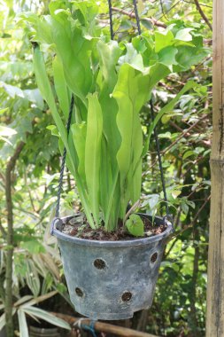 Çoklu podyum polikarponu, sıklıkla yeniden diriliş eğreltiotu ya da fidanlıktaki esrar üzerinde satılan gri polipodyum bitkisi nakit ürünleridir, kahverengiye döner, buruşur ve kuru havada ölü görünür.
