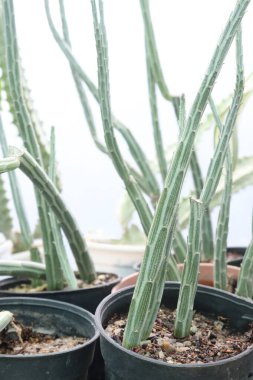 Kleinia stapeliiforis kaktüsü ve kreşteki ot üzerindeki sulu bitkiler nakit ürünleridir.