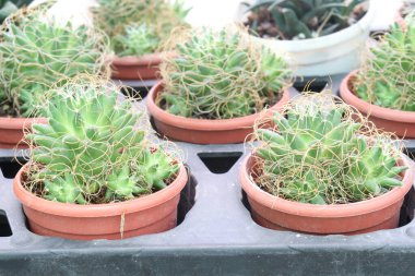 Mammillaria camptotricha var. Crispata kaktüsü ve kreşteki saksının üzerindeki sulu bitkiler satılıktır. Nakit ekinler.