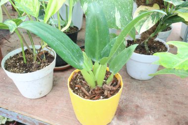 Philodendron Martianum yaprağı bitkisi fidanlıkta satılıyor.