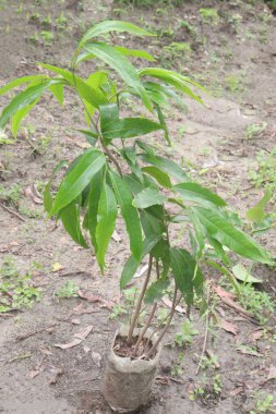 Bebek odasında satılık Monoon longifolium bitkisi nakit mahsulleri.