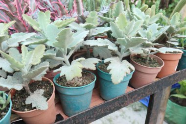 Meşe yaprağı kalanchoe yaprağı sulu bitkiler bebek odasında satmak için nakit ekinler vardır