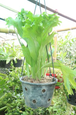 Çoklu podyum polikarponu, sıklıkla yeniden diriliş eğreltiotu ya da fidanlıktaki esrar üzerinde satılan gri polipodyum bitkisi nakit ürünleridir, kahverengiye döner, buruşur ve kuru havada ölü görünür.
