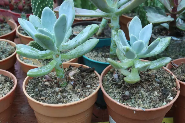 Pachyphytum longifolium sulu bitkiler bebek odasında satılık nakit mahsulleri vardır.