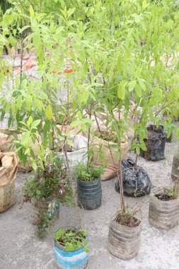 Sandal ağacı fidanlıkta satılıyor. Nakit mahsul.