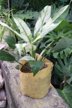 Nilüfer yaprağı bitkisi çocuk odasında satılmak üzere saksıya bırakılmış. Nakit ürünler.