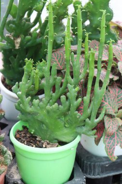 Çocuk odasındaki Euphorbia alluaudii yaprağı bitkisi satılık nakit mahsuller. Kuraklığa karşı dayanıklıdır, fotokopi için mükemmeldir. Benzersiz, heykelsi görünüşü. Kötü toprak koşullarında gelişebilir.