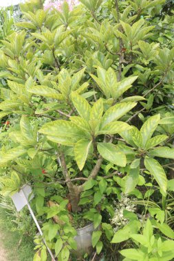 Çocuk odasındaki gardenya çeşnili çiçek bitkisi satılık nakit mahsuller.