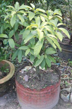 Avocado plant on nursery for sell are cash crops.reduce risk of developing cardiovascular disease, reduce living with obesity, improve cognitive function, digestive. Boosts Satiety. Manage Body Weight