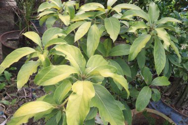 Avocado plant on nursery for sell are cash crops.reduce risk of developing cardiovascular disease, reduce living with obesity, improve cognitive function, digestive. Boosts Satiety. Manage Body Weight