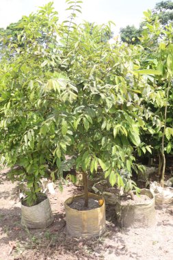 Bahçedeki ağaçta satılık Araza ya da Eugenia stipitata meyveleri nakit mahsulleridir.