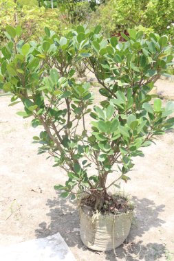 Çiftlikteki Ficus mikrocarpa ağacı hasat için nakit mahsuldür.