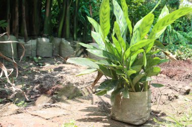 Çocuk odasındaki Calathea Leopardina bitkisi satılık.