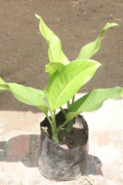 Altın Barış Zambağı bitkisi bebek odasında satılık nakit mahsulleri var.