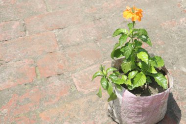 Çapraz çiçek ağacı, nakit mahsulüdür. Havai fişek fabrikasından elde edilen özü de küçük baş ağrıları, aperatifler, ateş, ağrı kesiciler ve yaraların iyileşmesi için kullanılır.