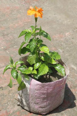 Çapraz çiçek ağacı, nakit mahsulüdür. Havai fişek fabrikasından elde edilen özü de küçük baş ağrıları, aperatifler, ateş, ağrı kesiciler ve yaraların iyileşmesi için kullanılır.