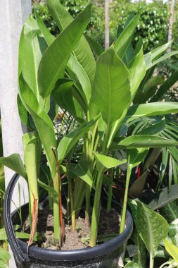 Bebek odasındaki Heliconia Rostrata bitkisi satılık nakit mahsulleri. Antiophidik özellikleri var. Etnobotanik olarak, bu bitkinin ritmi sarılığı, bağırsak ağrısını, hipertansiyonu tedavi etmek için kullanılır.