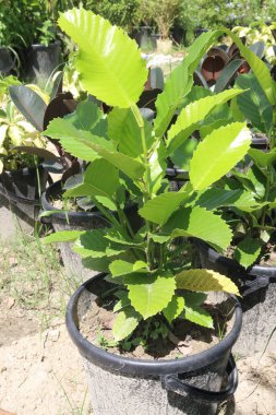 Dillenia indica genellikle çiftlikte satılan Fil Elma Fabrikası olarak bilinir. Nakit mahsuller. Ateş, diyabet, ishal, gıda zehirlenmesi gibi hastalıkların tedavisinde kullanılır.