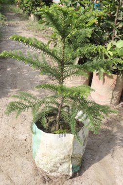 Çiftlikte satılık Norfolk Adası çam yaprağı bitkisi nakit mahsulü, ağaçta farmakolojik aktivite, anti-ülser, antiviral, nöroaktif, anti-depresan ve pıhtılaşma önleyici maddeler var.