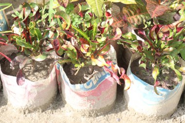 Çiftlikteki esrar tarlasında satılan ekinler nakit mahsuldür. Yaprak ve gövde çay ya da diyabet ilaçları ile tedavi edilebilir, yüksek kan kolesterol seviyeleri, mide rahatsızlıkları
