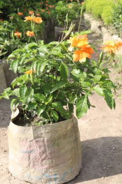 Çapraz çiçek ağacı, nakit mahsulüdür. Havai fişek fabrikasından elde edilen özü de küçük baş ağrıları, aperatifler, ateş, ağrı kesiciler ve yaraların iyileşmesi için kullanılır.