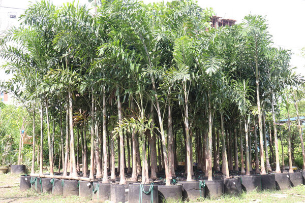 лисий хвост пальмы на питомник для продажи являются товарные культуры. обладают антиоксидантами, противовоспалительными, противомикробными, противодиабетическими свойствами, обусловленными наличием флавоноидов, гликозидов, таких как фитохимикаты