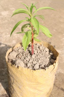 İlkel balsamina çiçekleri bebek odasında satılmak üzere paketlenir.