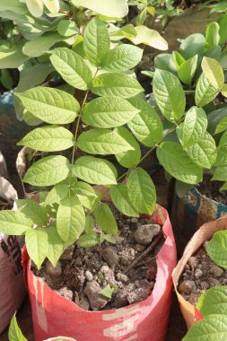Combretum indicum çiçek bitkisi bebek odasında satılık nakit mahsulleri var.