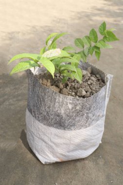 Combretum indicum çiçek bitkisi bebek odasında satılık nakit mahsulleri var.