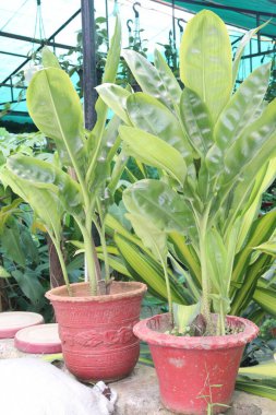 Kanlı Lily ya da Haemanthus çiçekleri çocuk odasında satılıktır. Ampulü ateş, baş ağrısı gibi hastalıklara iyi gelir. Tedavi yeteneği mantar önleyici antibakteriyel özelliklere sahip alkaloidlerden kaynaklanıyor.