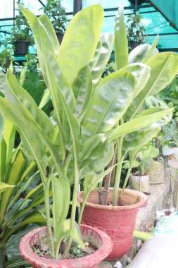 Kanlı Lily ya da Haemanthus çiçekleri çocuk odasında satılıktır. Ampulü ateş, baş ağrısı gibi hastalıklara iyi gelir. Tedavi yeteneği mantar önleyici antibakteriyel özelliklere sahip alkaloidlerden kaynaklanıyor.