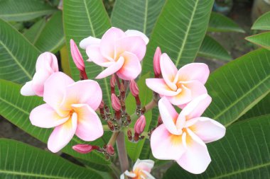 Çiftlikteki Frangipani çiçek bitkisi hasat için nakit mahsuldür.