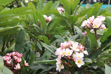 Çiftlikteki Frangipani çiçek bitkisi hasat için nakit mahsuldür.