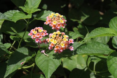 Bahçedeki ağaçta Lantana Camara çiçeği