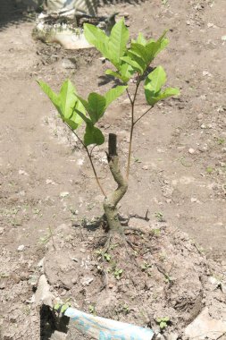 Tarlada hasat için ağaçtaki Longan meyvesi nakit mahsulüdür.