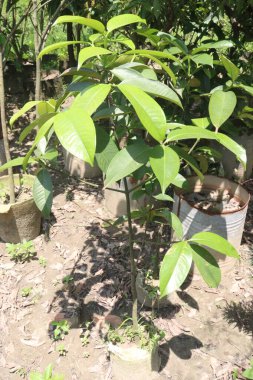 Kreşteki kadife elmalı meyve fideleri nakit mahsullerdir. kalsiyum, potasyum, vitaminler A, C, B-kompleks vitaminler, demir, diyet lifi, protein, antiinflamatuar özellikler