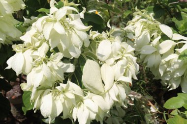 Bebek odasındaki Mussaenda philippica bitkisi satılık nakit mahsuller. Dizanteri, sarılık, yılan ısırığı, mide ağrısı, nezle, Mussaenda yanığı tedavisi